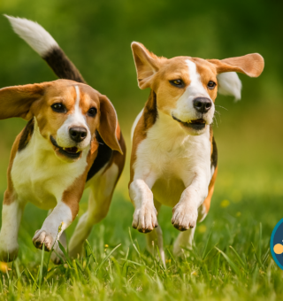 Direitos dos animais serão ampliados com nova lei!