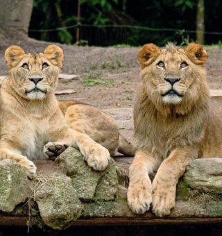 Safari em São Paulo: atração é reaberta e vai te surpreender!