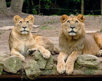 Safari em São Paulo: atração é reaberta e vai te surpreender!