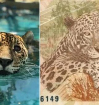 Foto de Gabi e ao lado está a cédula de 50 reais inspirada em sua imagem