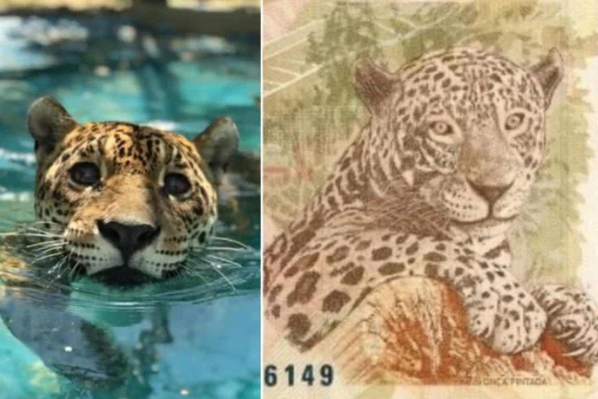 Foto de Gabi e ao lado está a cédula de 50 reais inspirada em sua imagem