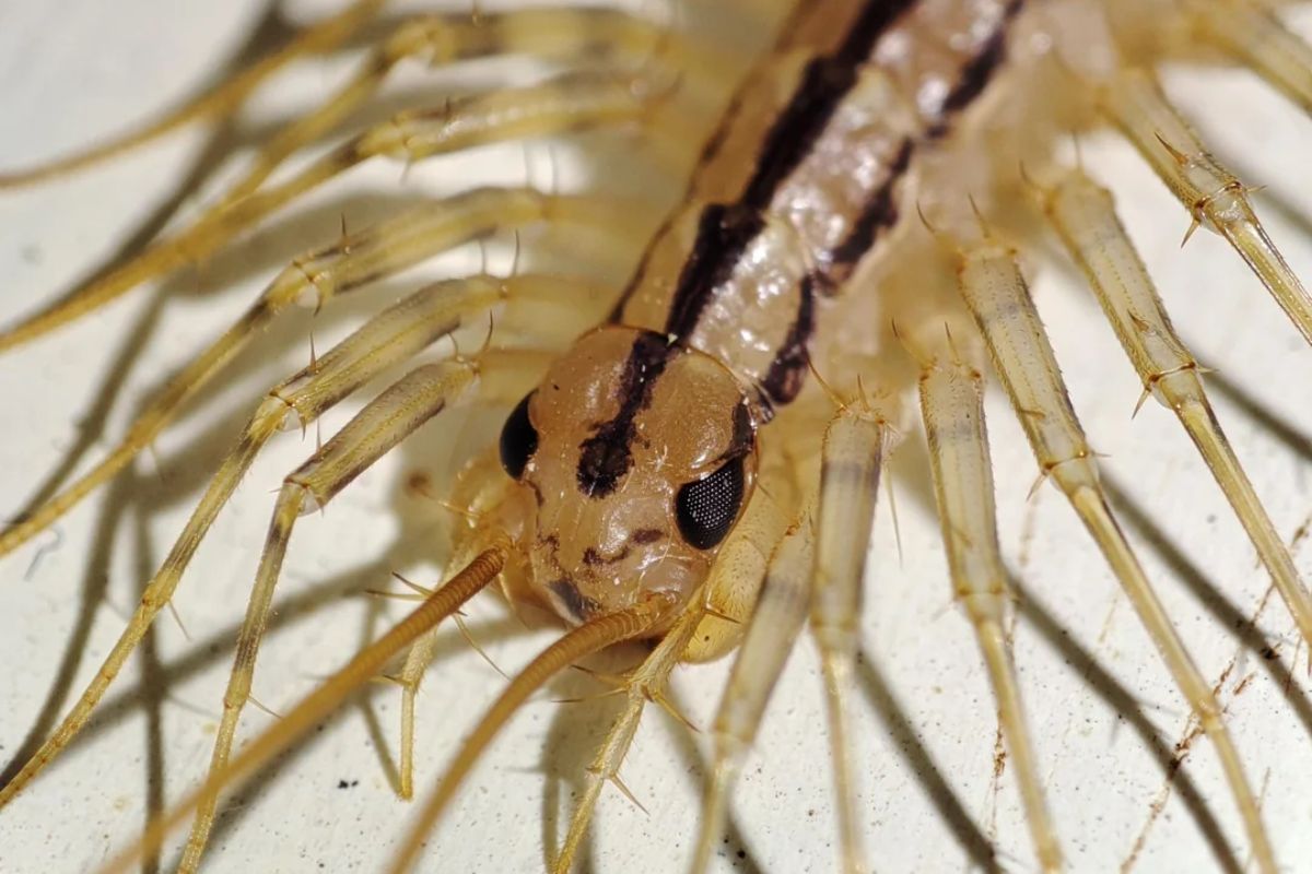 Imagem macro de um bicho nojento (uma lacraia)