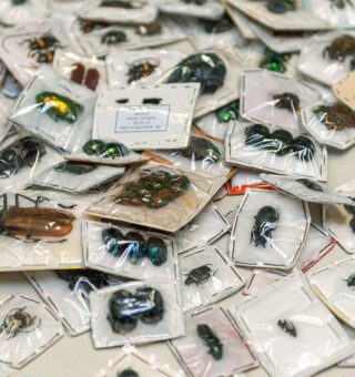 Imagem de insetos da fauna brasileira enviados pelos Correios