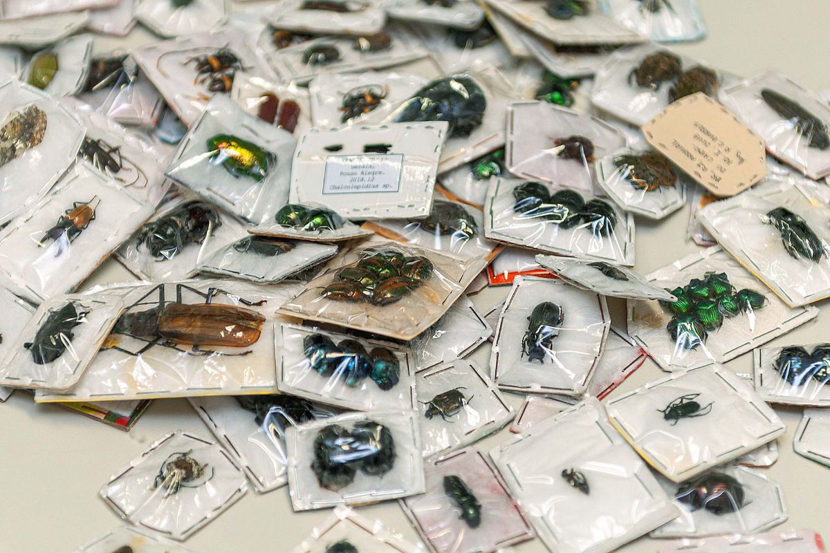 Imagem de insetos da fauna brasileira enviados pelos Correios