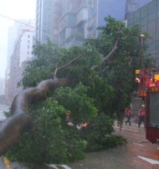 Imagem de uma árvore caída após a passada do tufão em Hong Kong