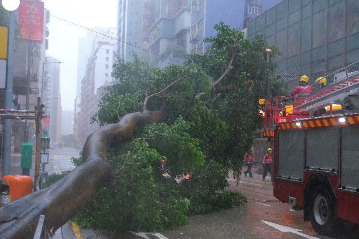 Imagem de uma árvore caída após a passada do tufão em Hong Kong