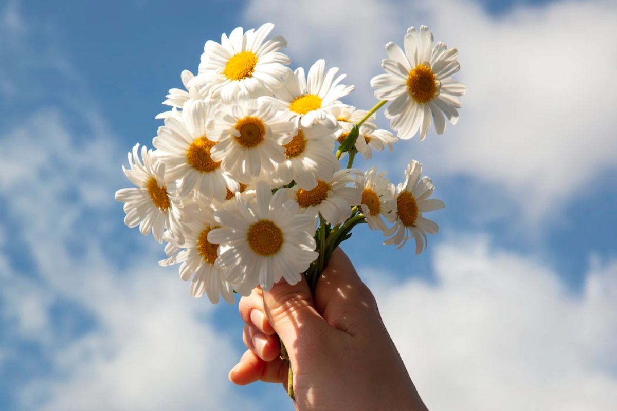 primavera