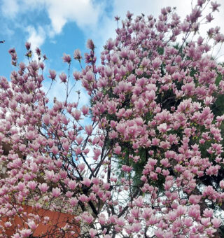 Equinócio de primavera começa HOJE (22/09) e mudanças duram até o fim do ano