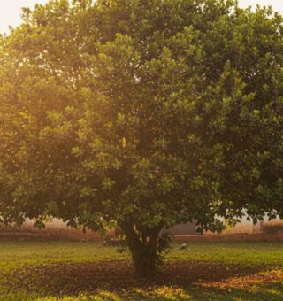 Uma árvore no quintal de casa