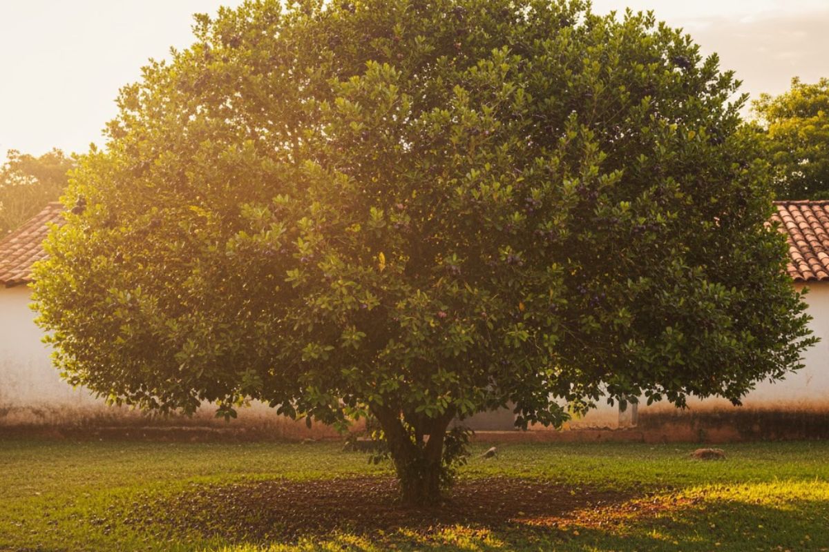 Uma árvore no quintal de casa