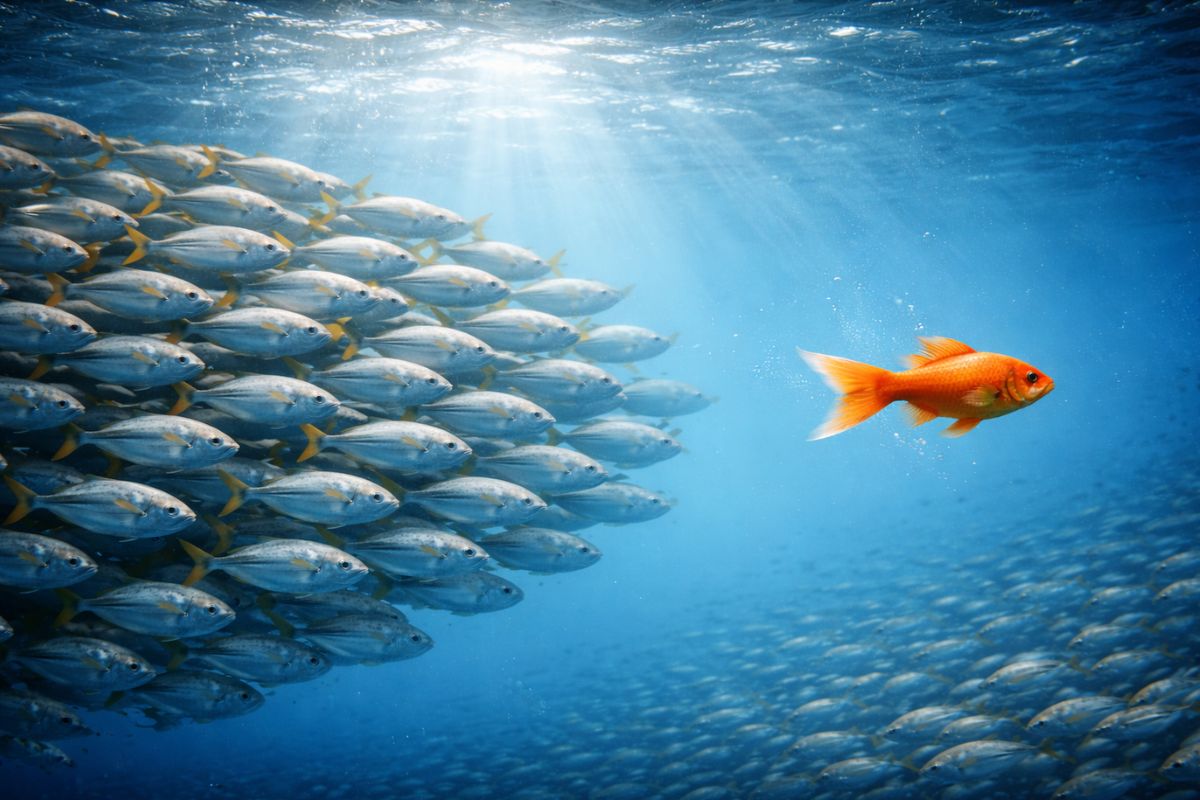 Um peixe laranja em frente a um cardume de peixes