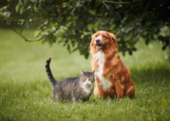 Governo anuncia mudança e donos de cães e gatos deixam de pagar taxa