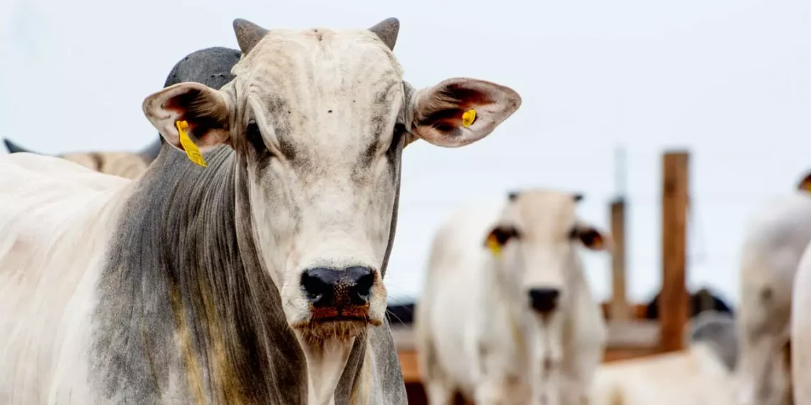 Boi gordo mantém valor, mas “boi China” e vaca puxam alta na arroba