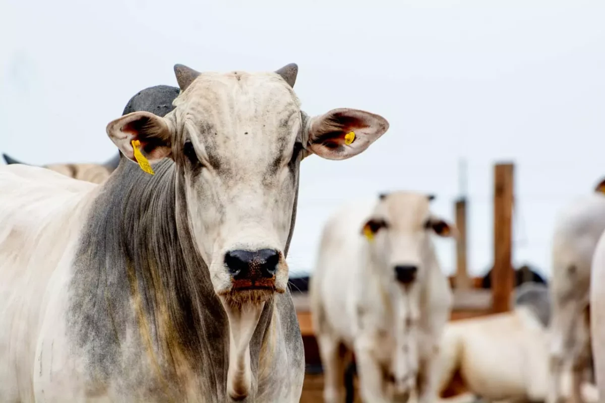 Boi gordo mantém valor, mas “boi China” e vaca puxam alta na arroba