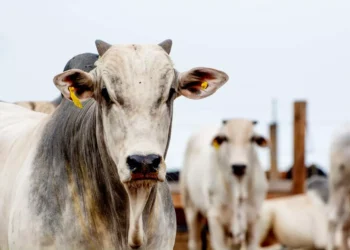 Boi gordo mantém valor, mas “boi China” e vaca puxam alta na arroba