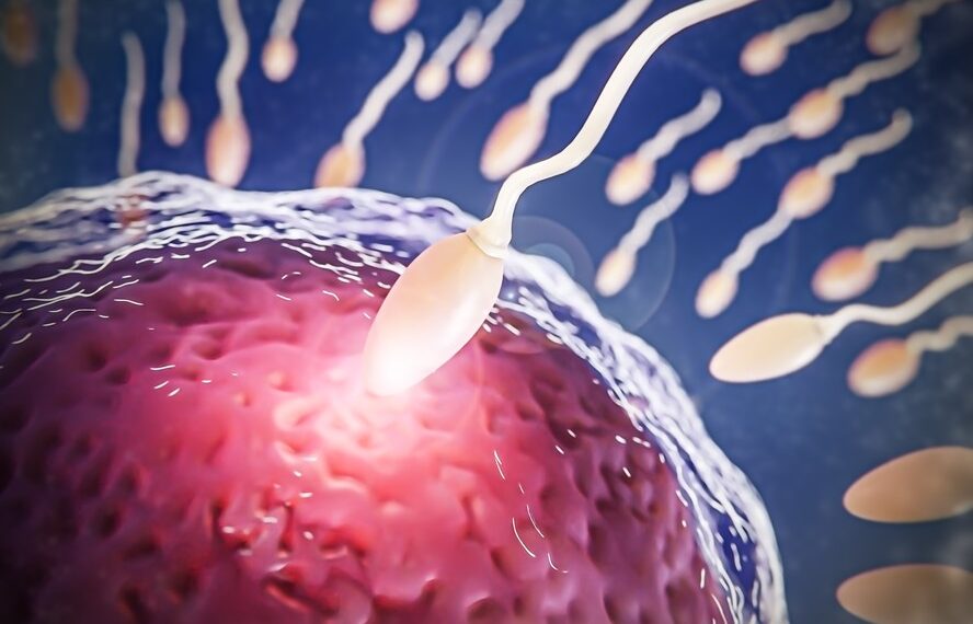 Adeus camisinha? Cientistas criam anticoncepcional masculino que bloqueia espermatozoides — e é reversível