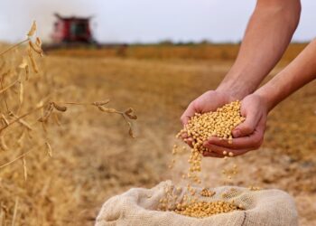 Soja perde força e preço cai novamente no Brasil, sem reação no mercado