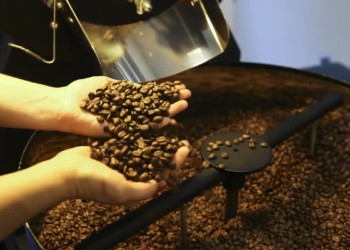 Salário de colhedor de café surpreende e pode chegar a R$ 20 mil
