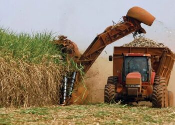 Produção de cana-de-açúcar