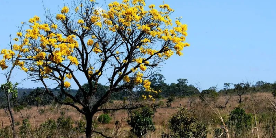 Cerrado em Pé: produtor selecionado tem até 26 de agosto para assinar contrato; pagamento pode passar de R$ 66 mil