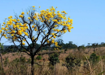 Cerrado em Pé: produtor selecionado tem até 26 de agosto para assinar contrato; pagamento pode passar de R$ 66 mil