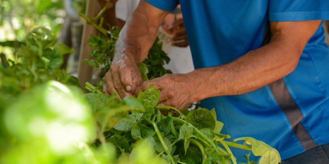 Tempo de Semear abre 2ª edição em Arari; saiba detalhes.