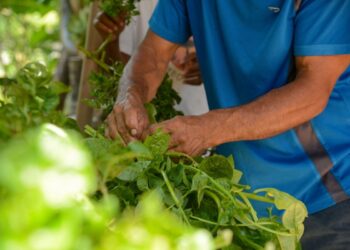 Tempo de Semear abre 2ª edição em Arari; saiba detalhes.